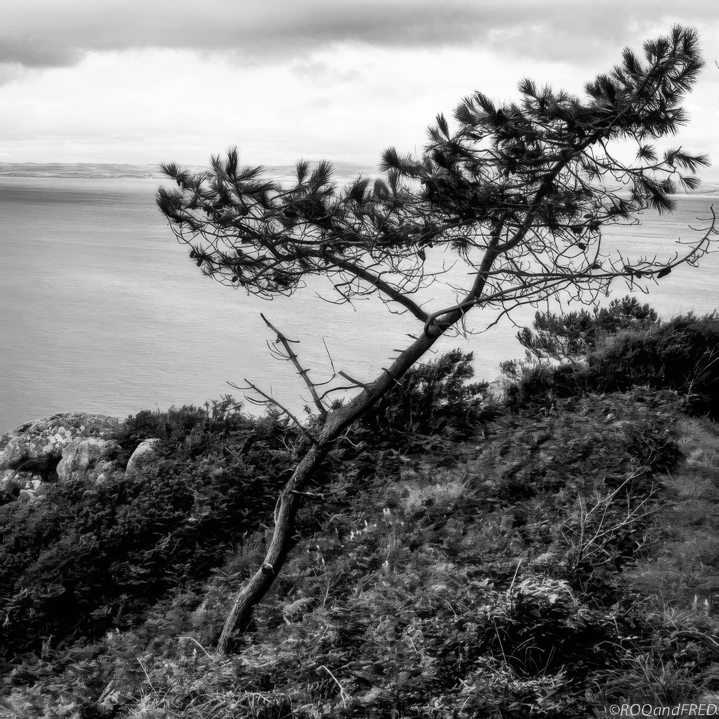 Arbres-0019