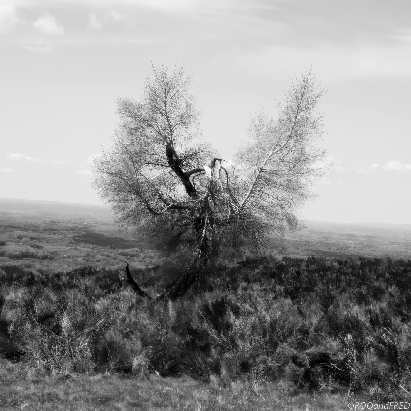 Arbres-0023