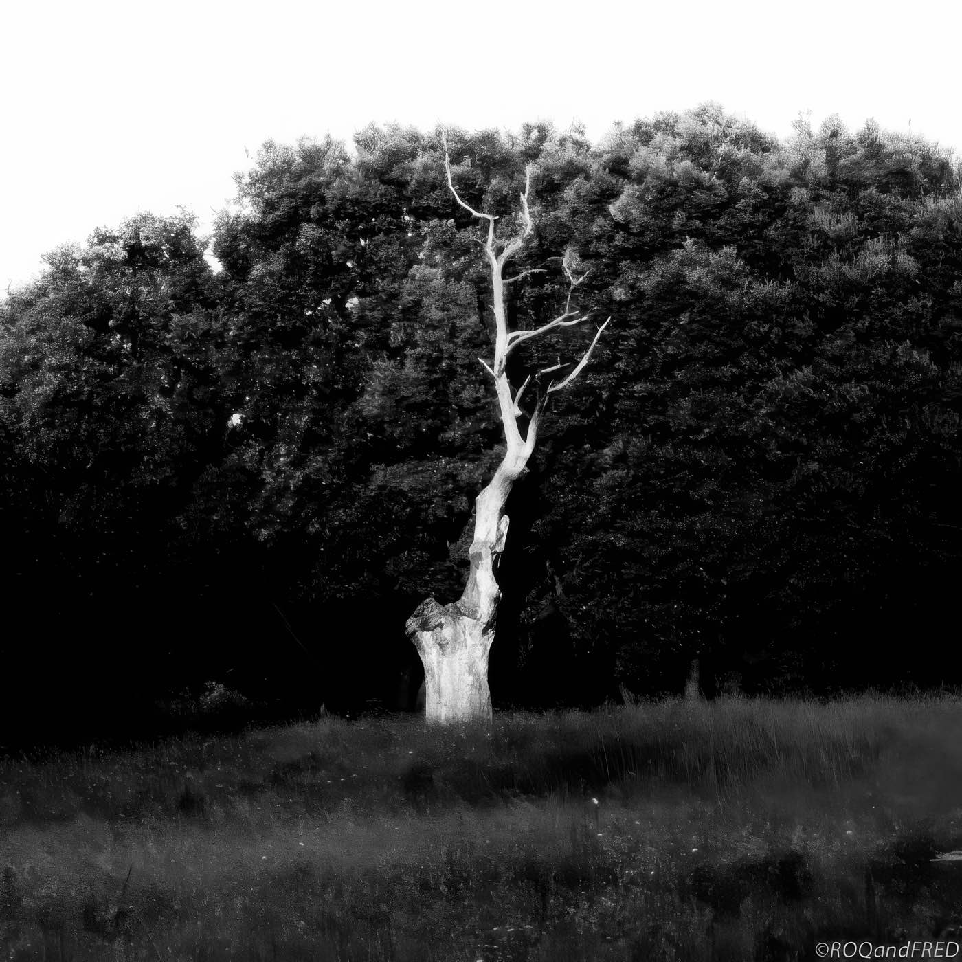 Arbres-0026