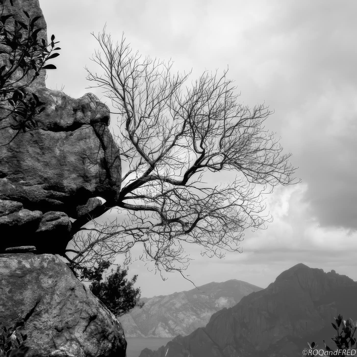 Arbres-0027