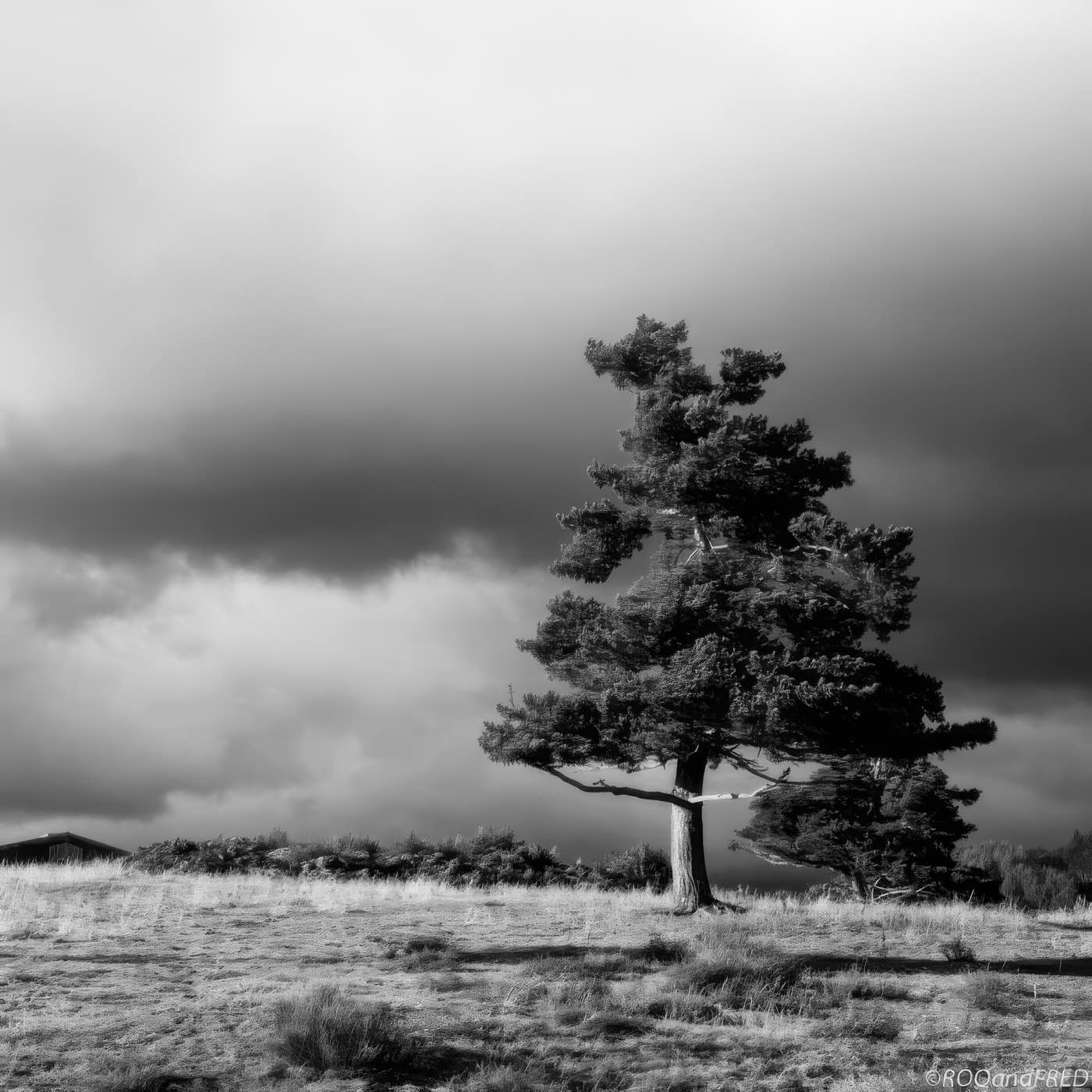 Arbres-0028