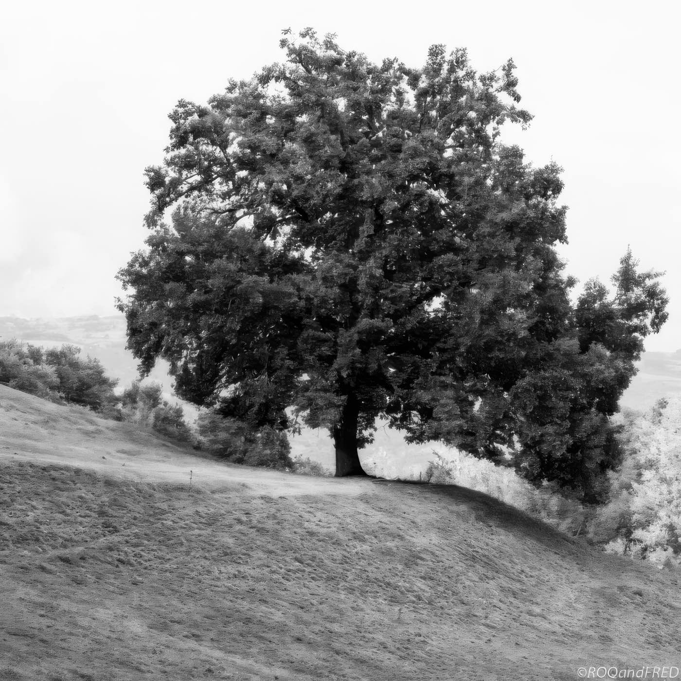 Arbres-0029