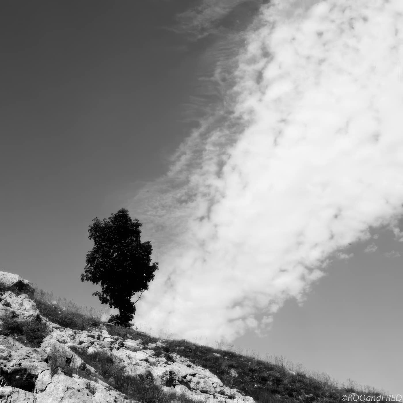 Arbres-0030
