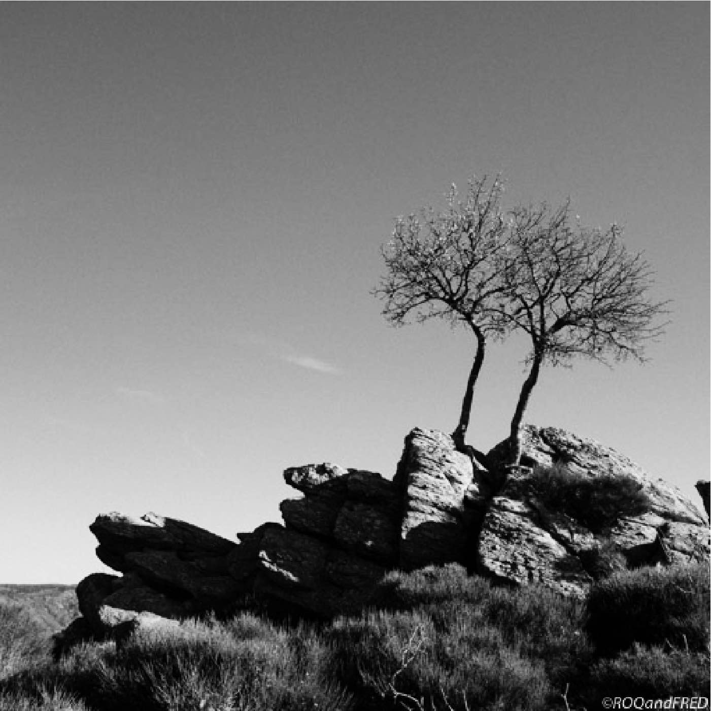 Arbres-0032