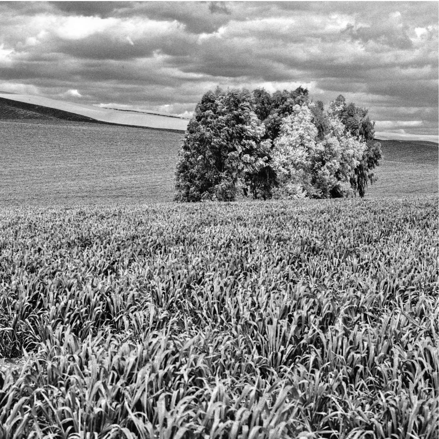 Arbres-0033