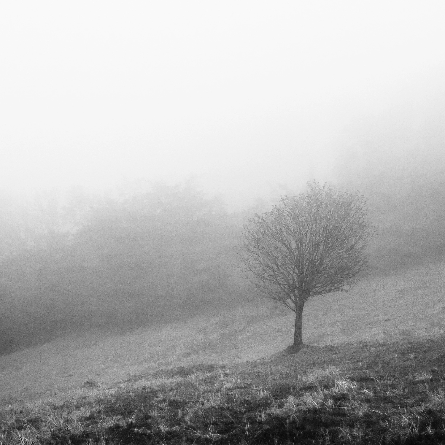 Arbres-1