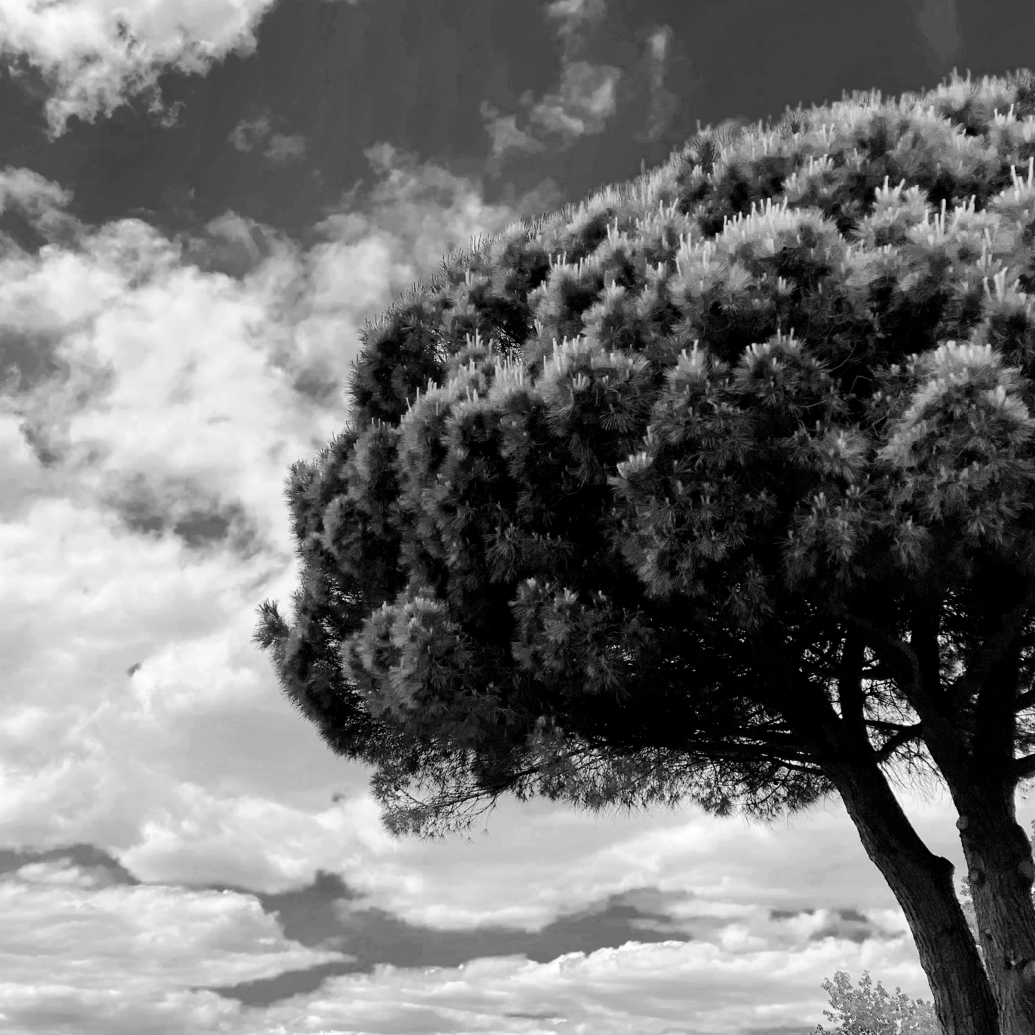 Arbres-10