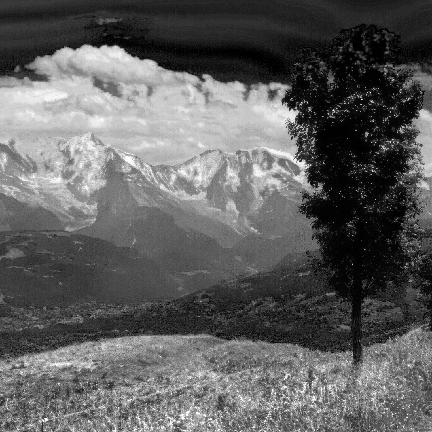 Arbres-11