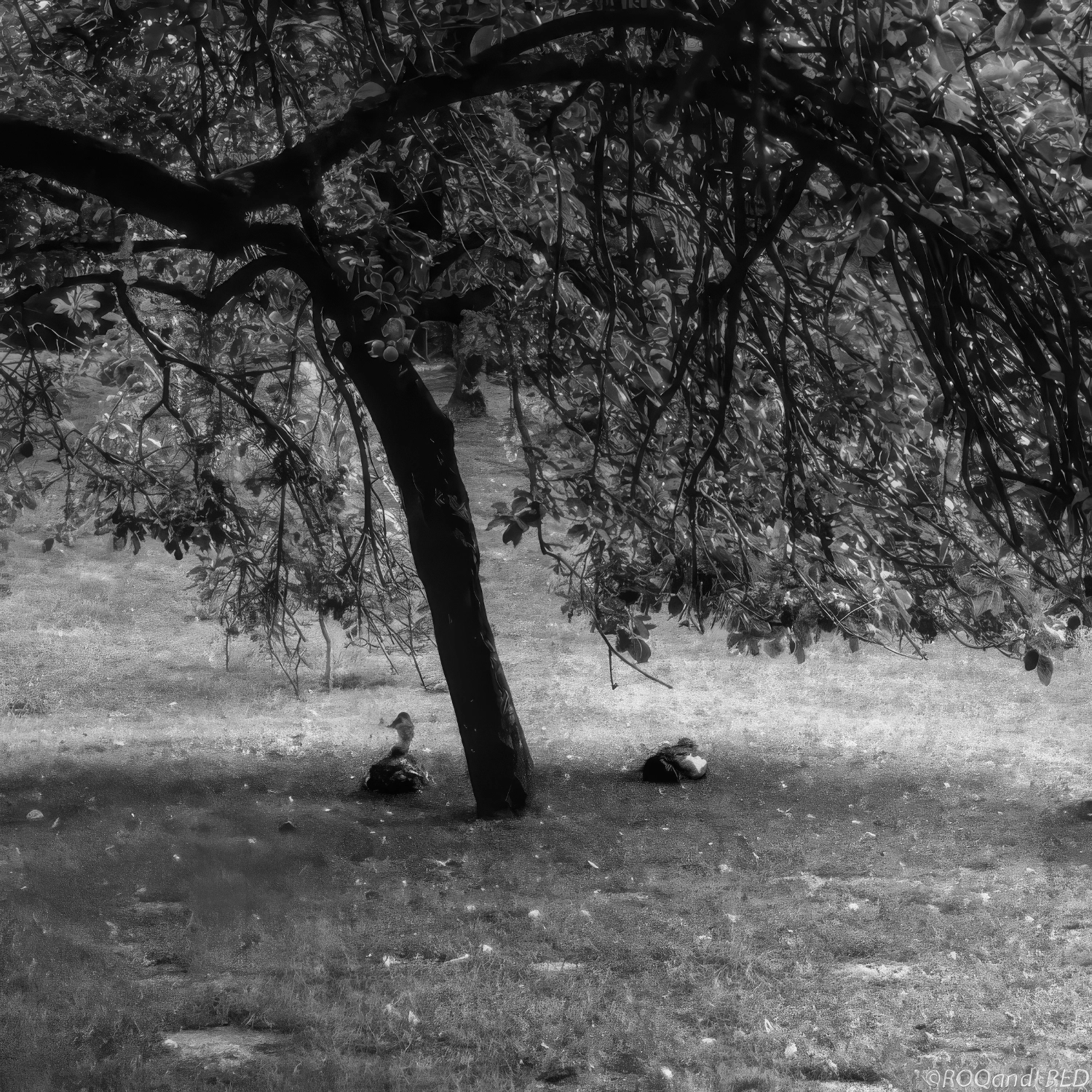 Arbres-12