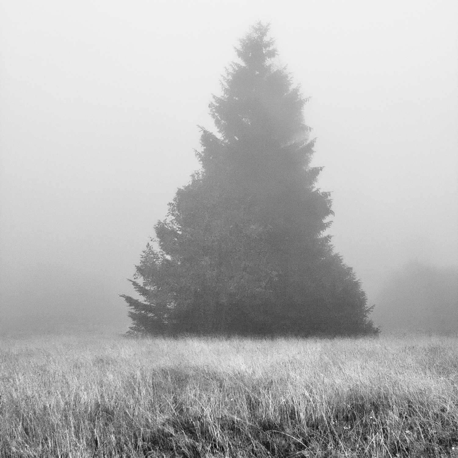 Arbres-1