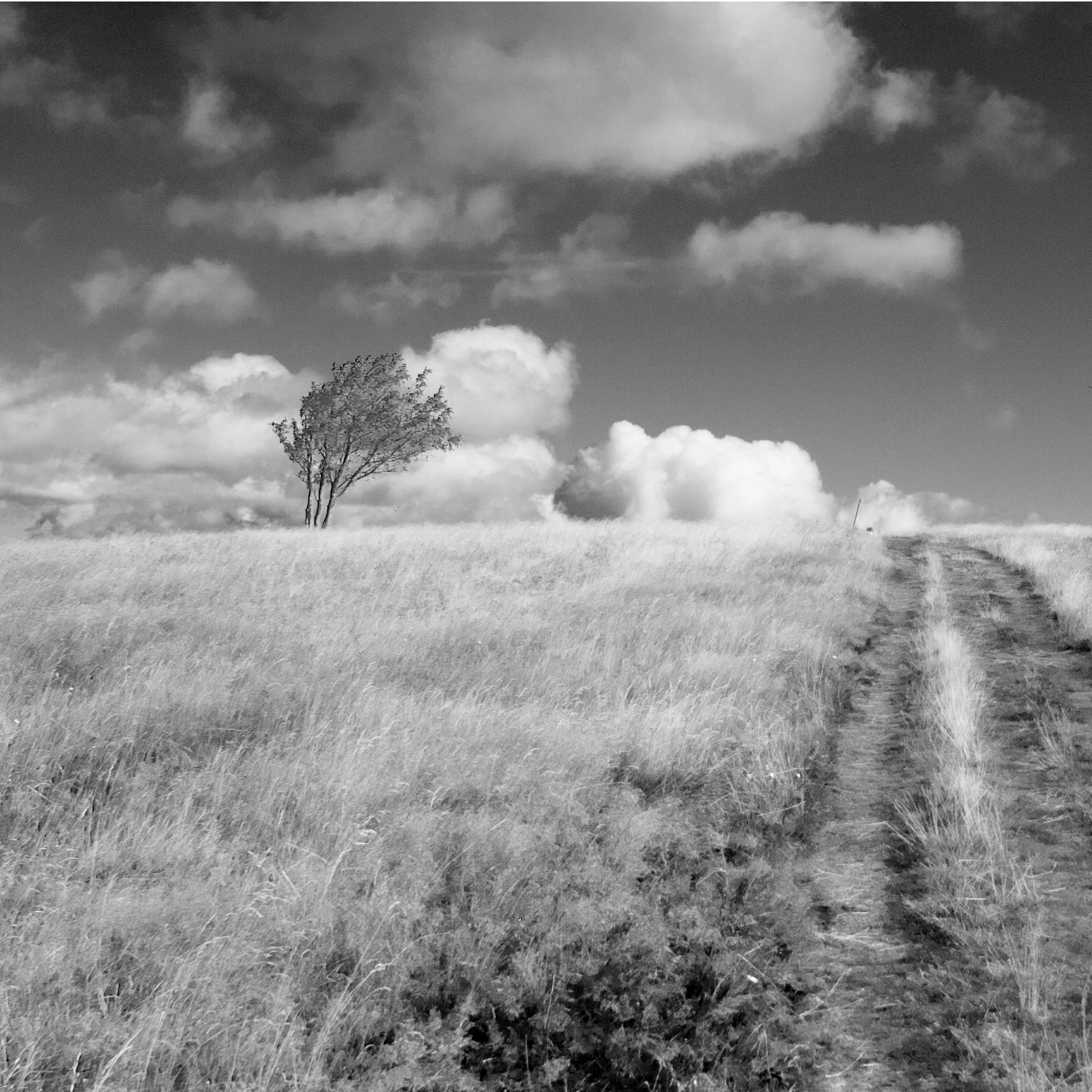 Arbres-3