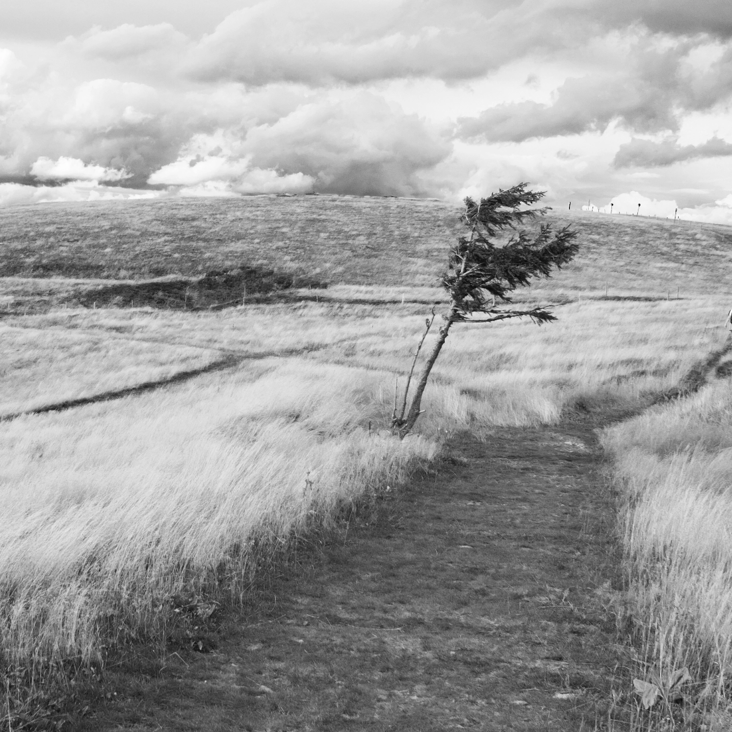 Arbres-4
