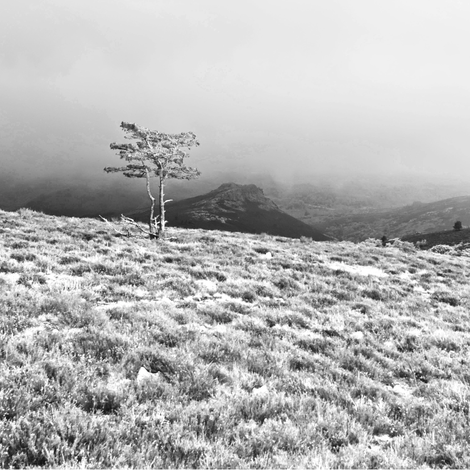 Arbres-4