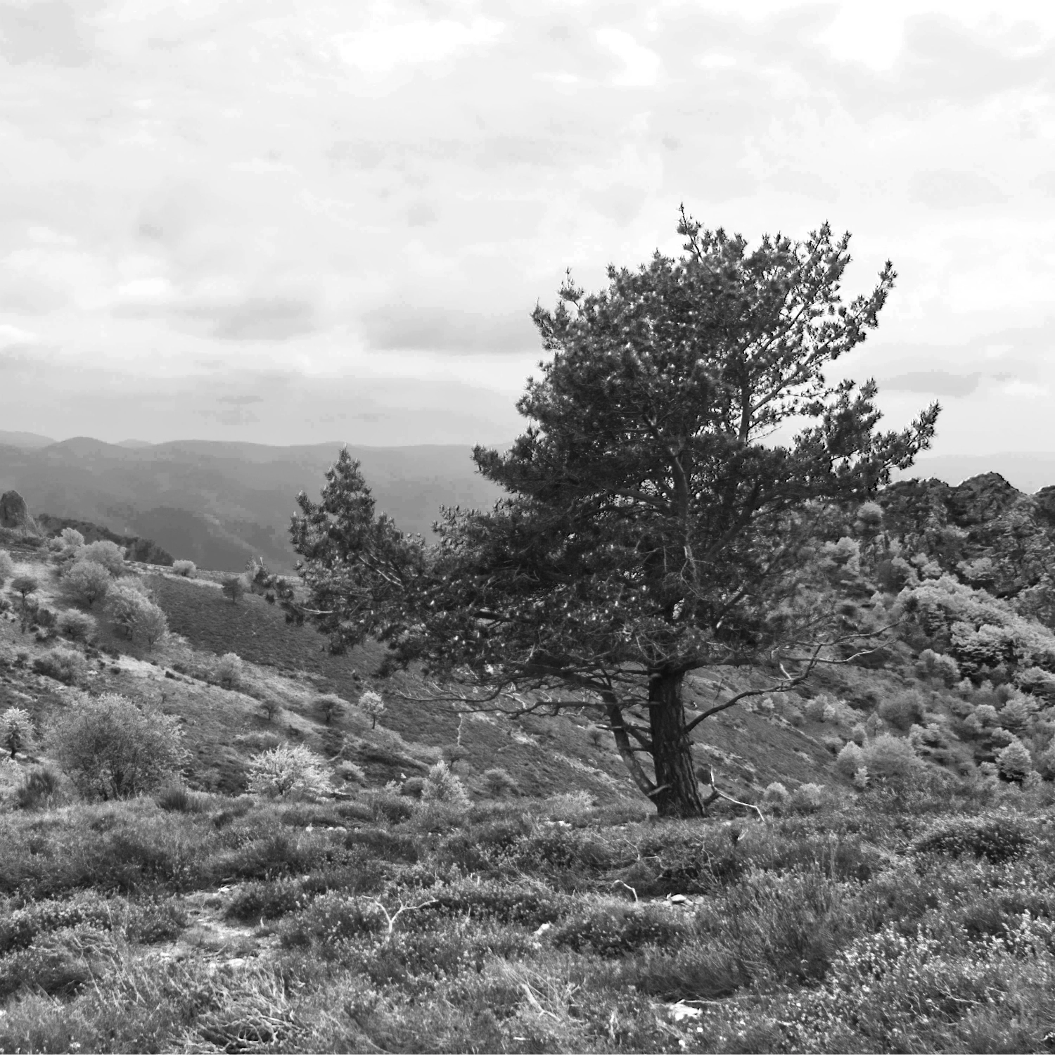 Arbres-6