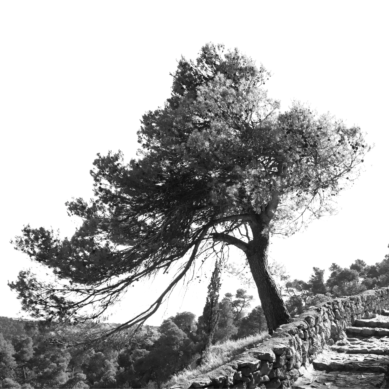 Arbres-4
