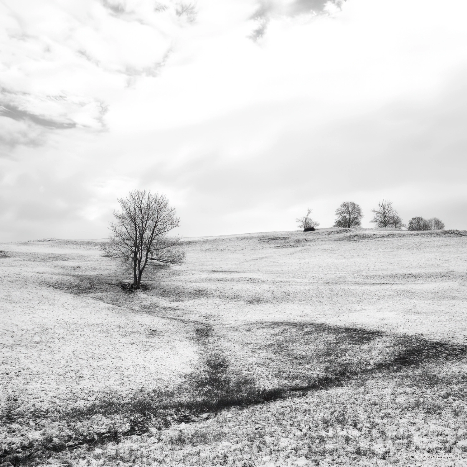 Arbres-9