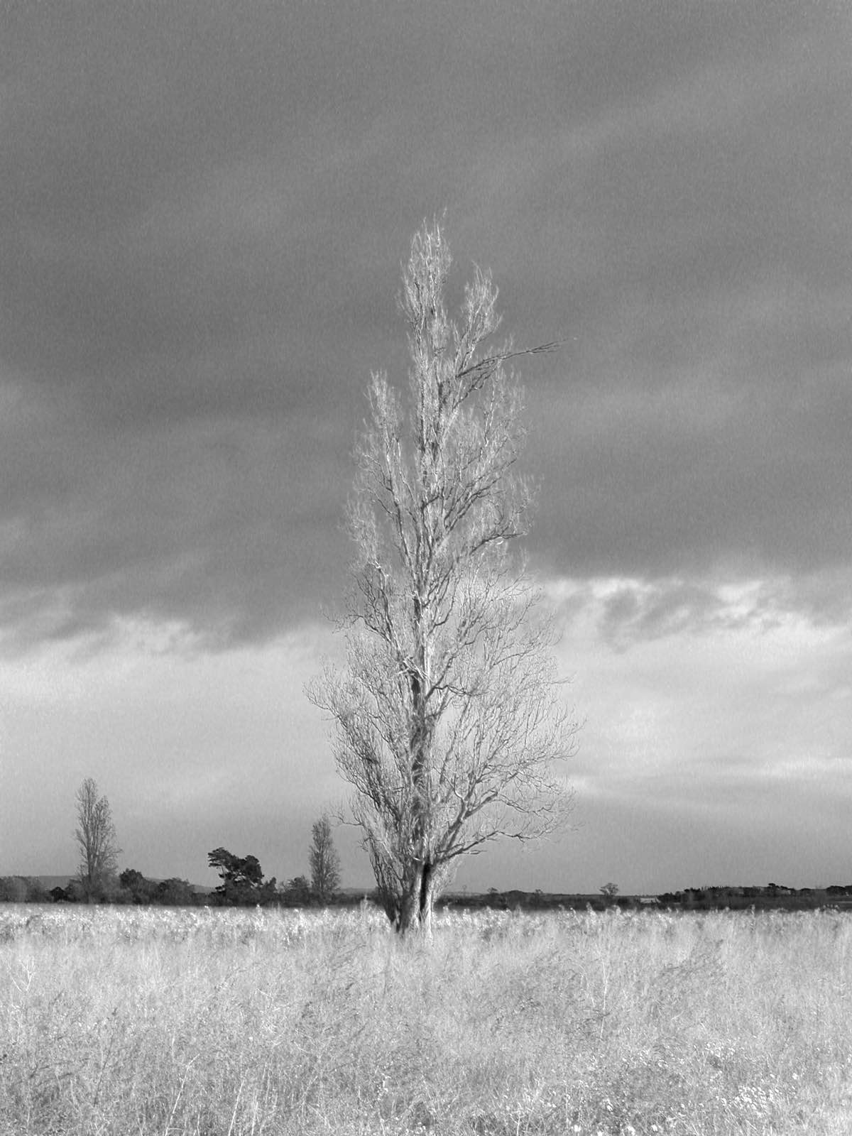 Arbres-0035