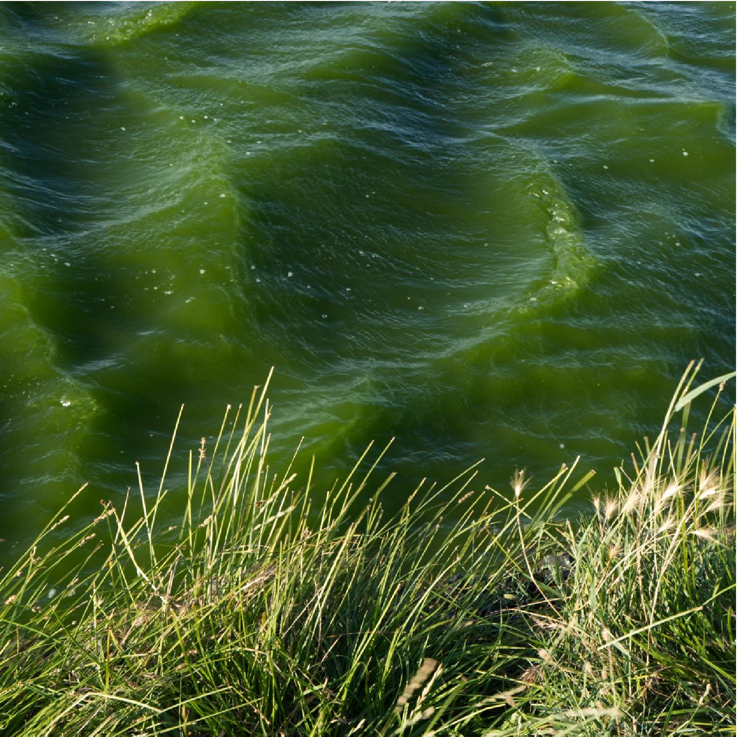 Etangs-10
