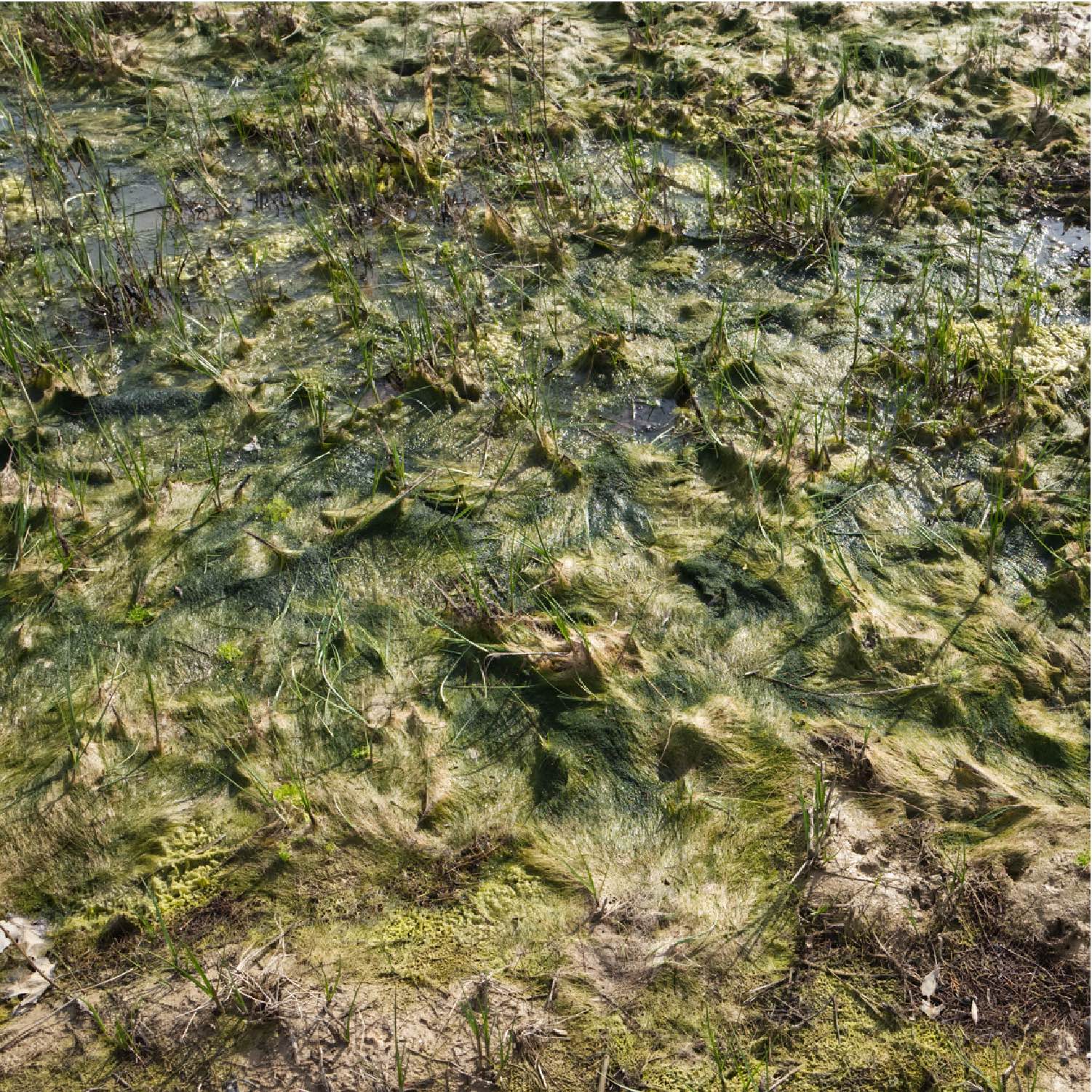 Etangs-23