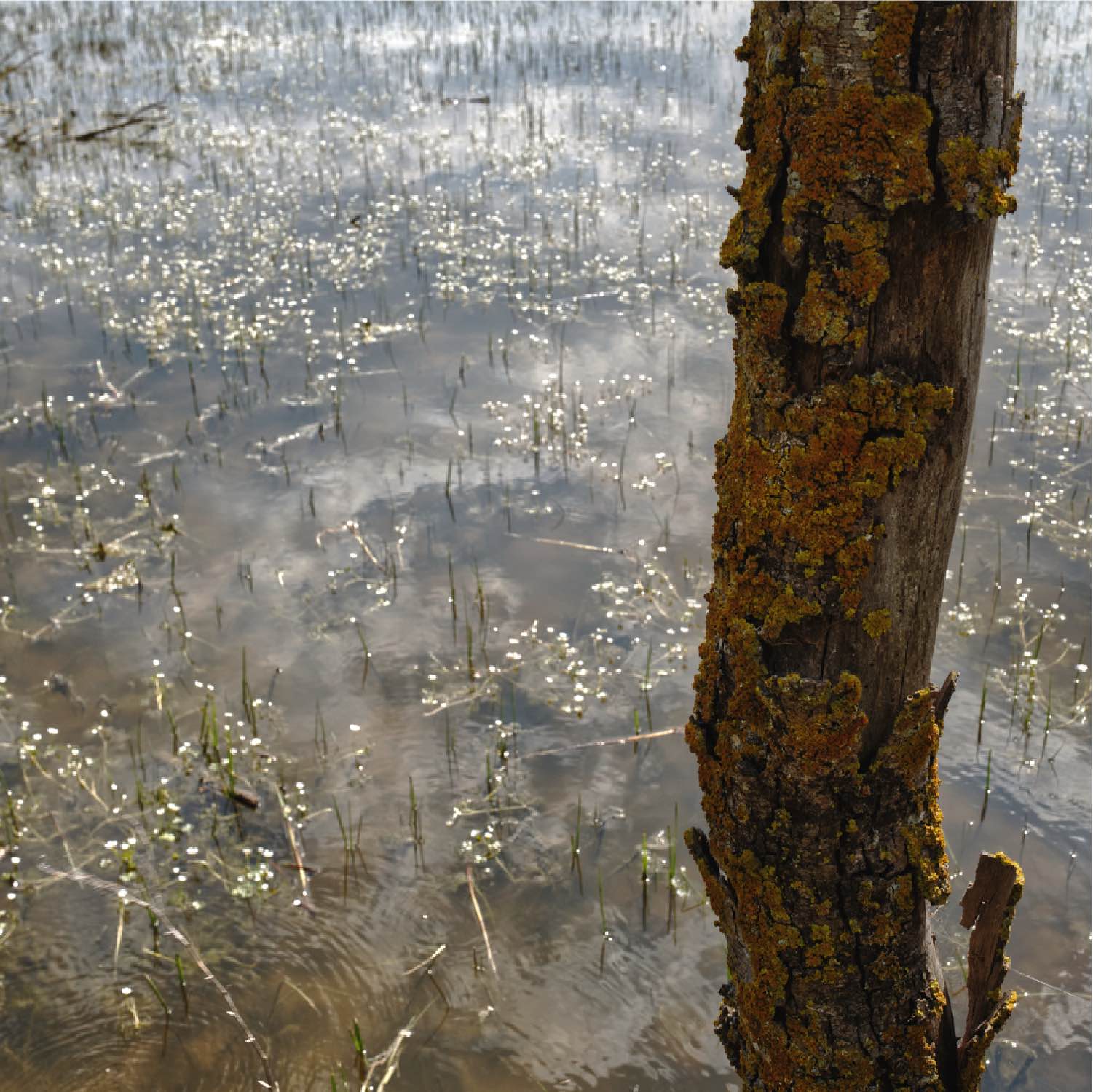 Etangs-29