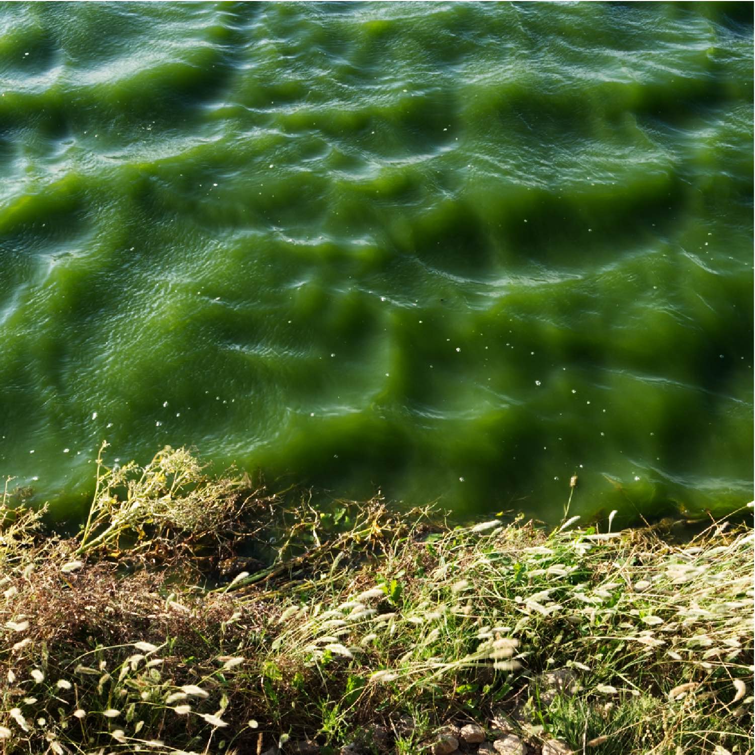 Etangs-9