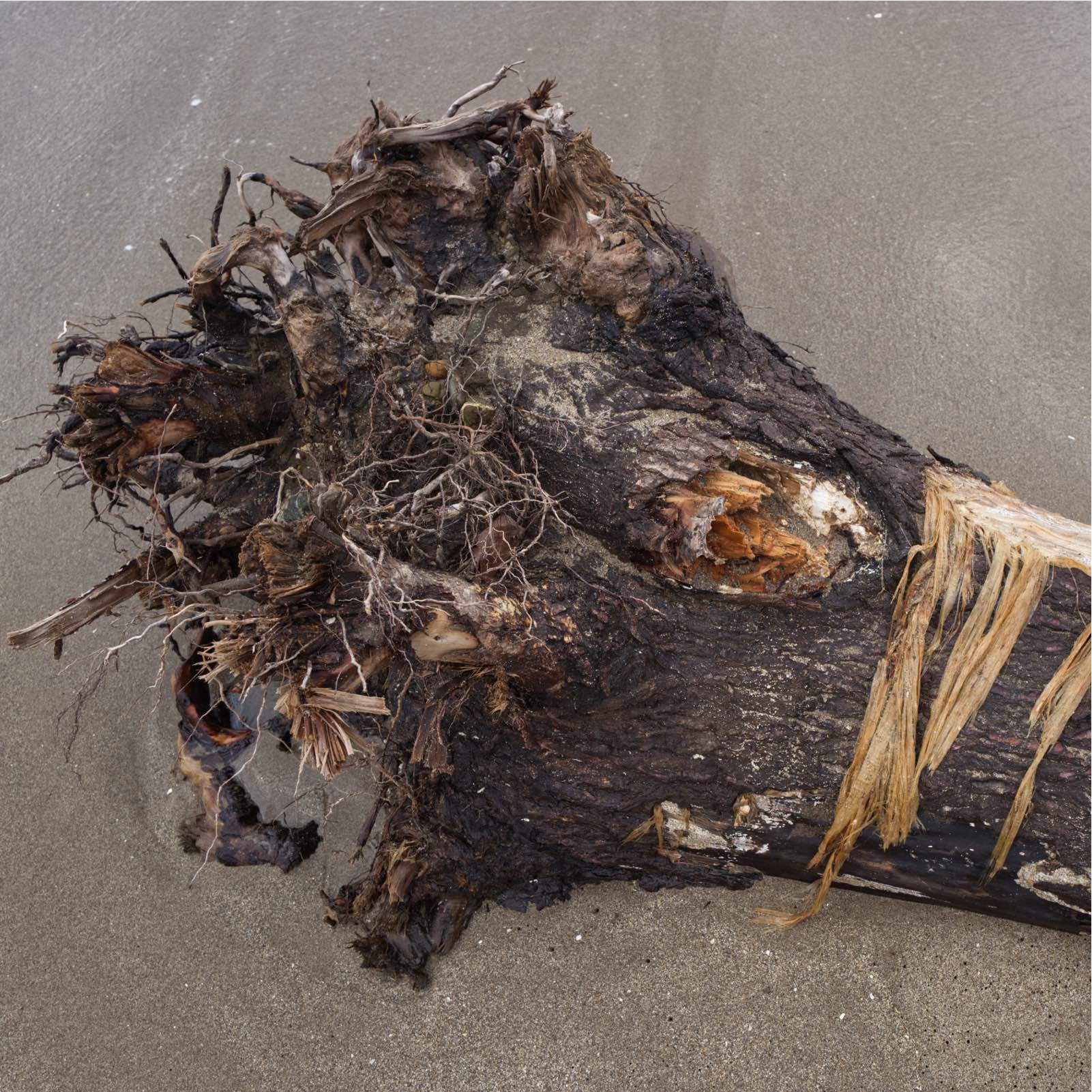 Sur la plage : Troncs d’arbres (détails)