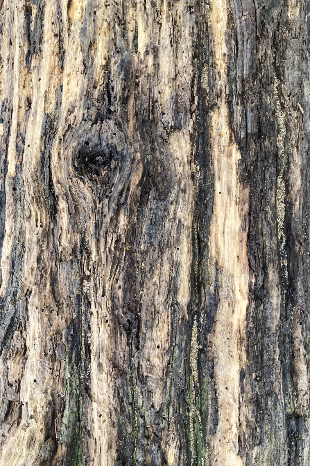 Tronc-Arbres-10