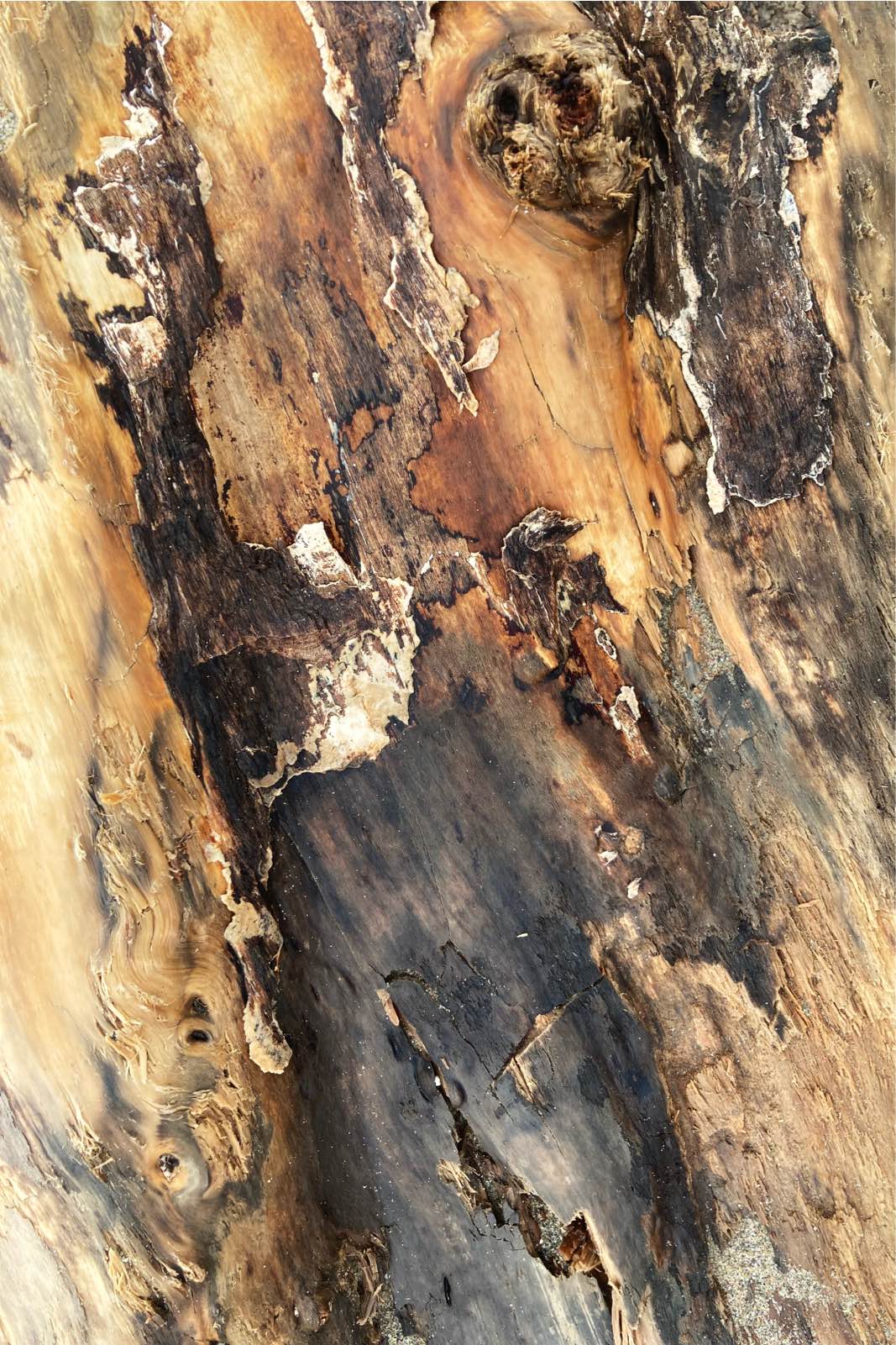 Tronc-Arbres-12