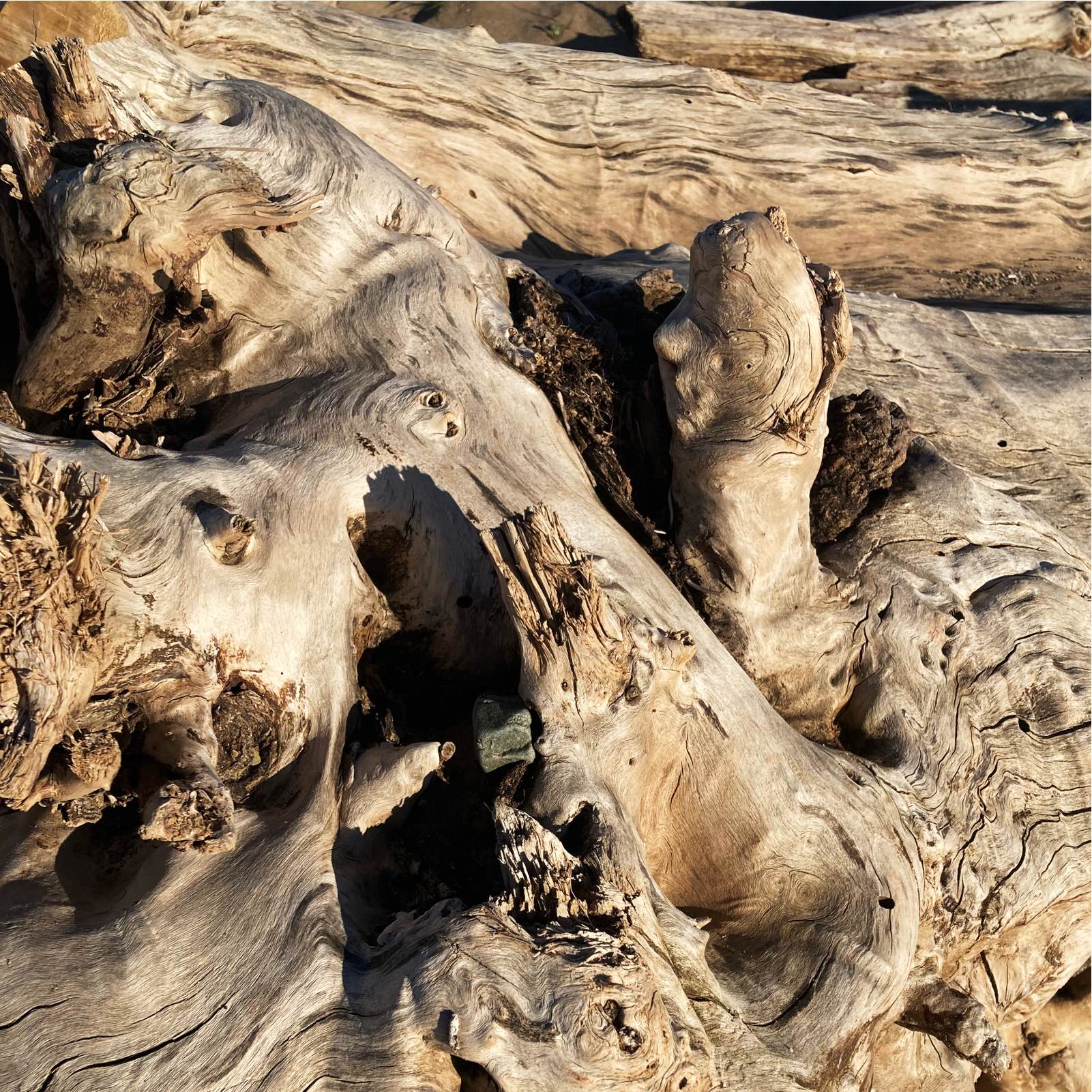 Tronc-Arbres-13