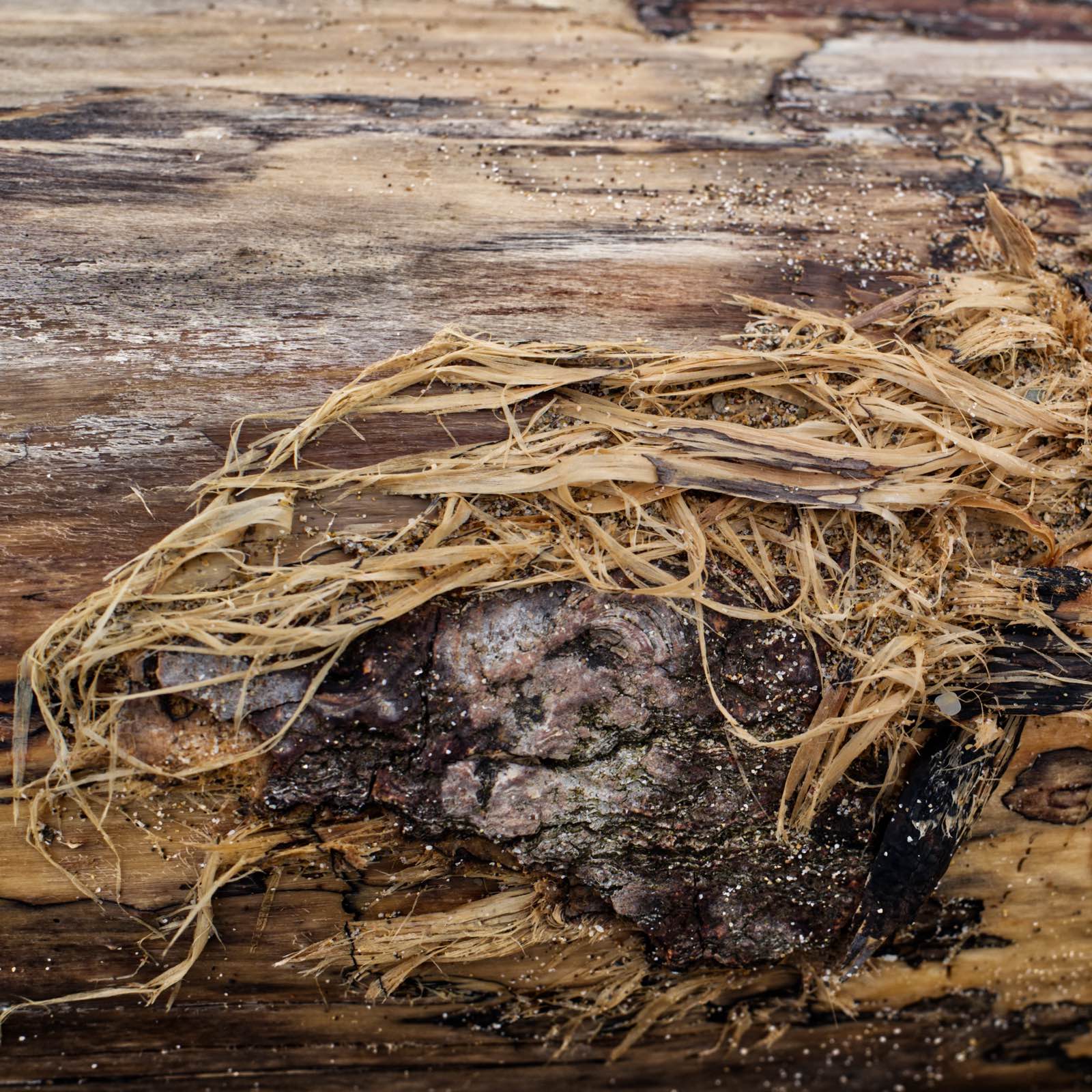 Tronc-Arbres-2