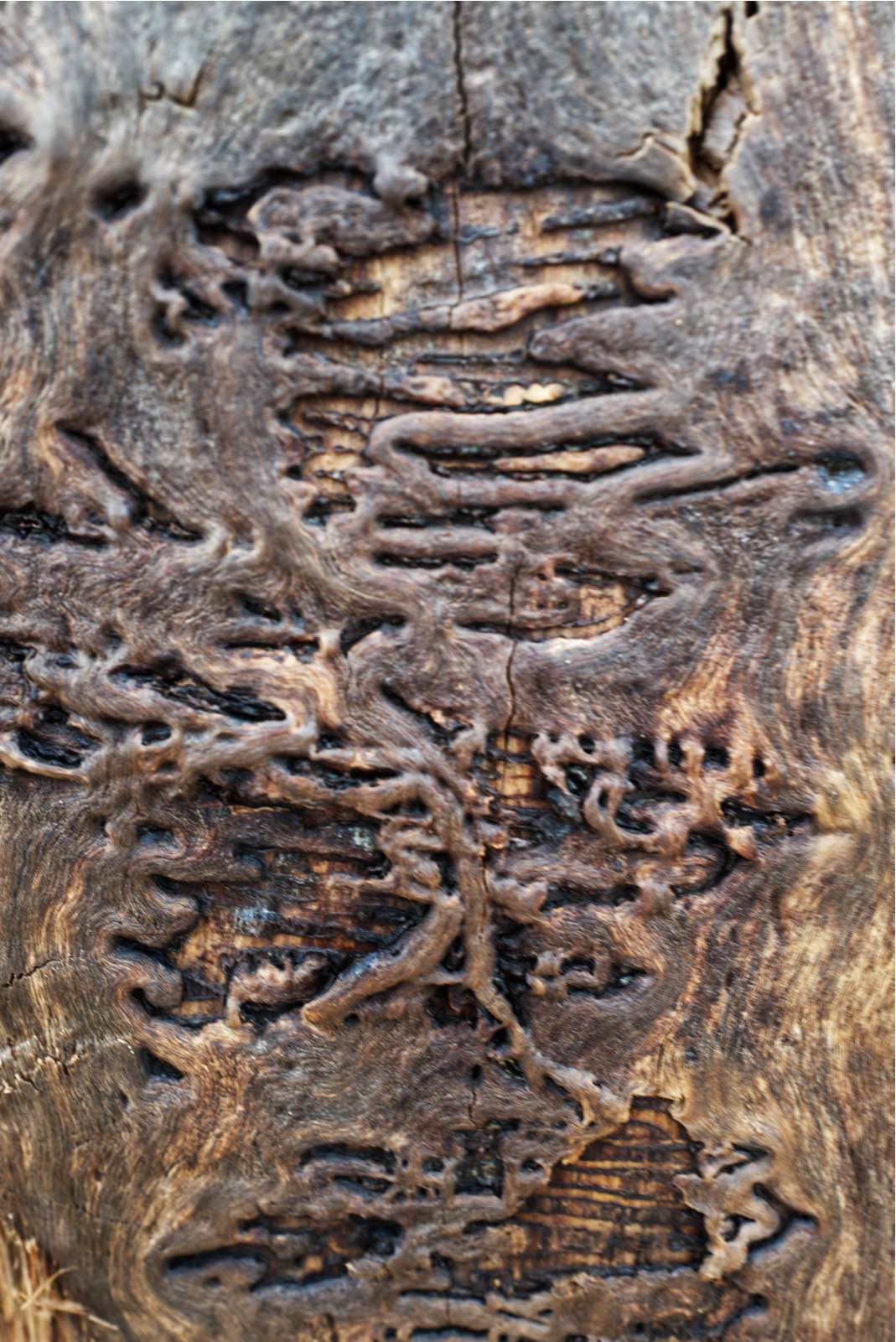 Tronc-Arbres-4