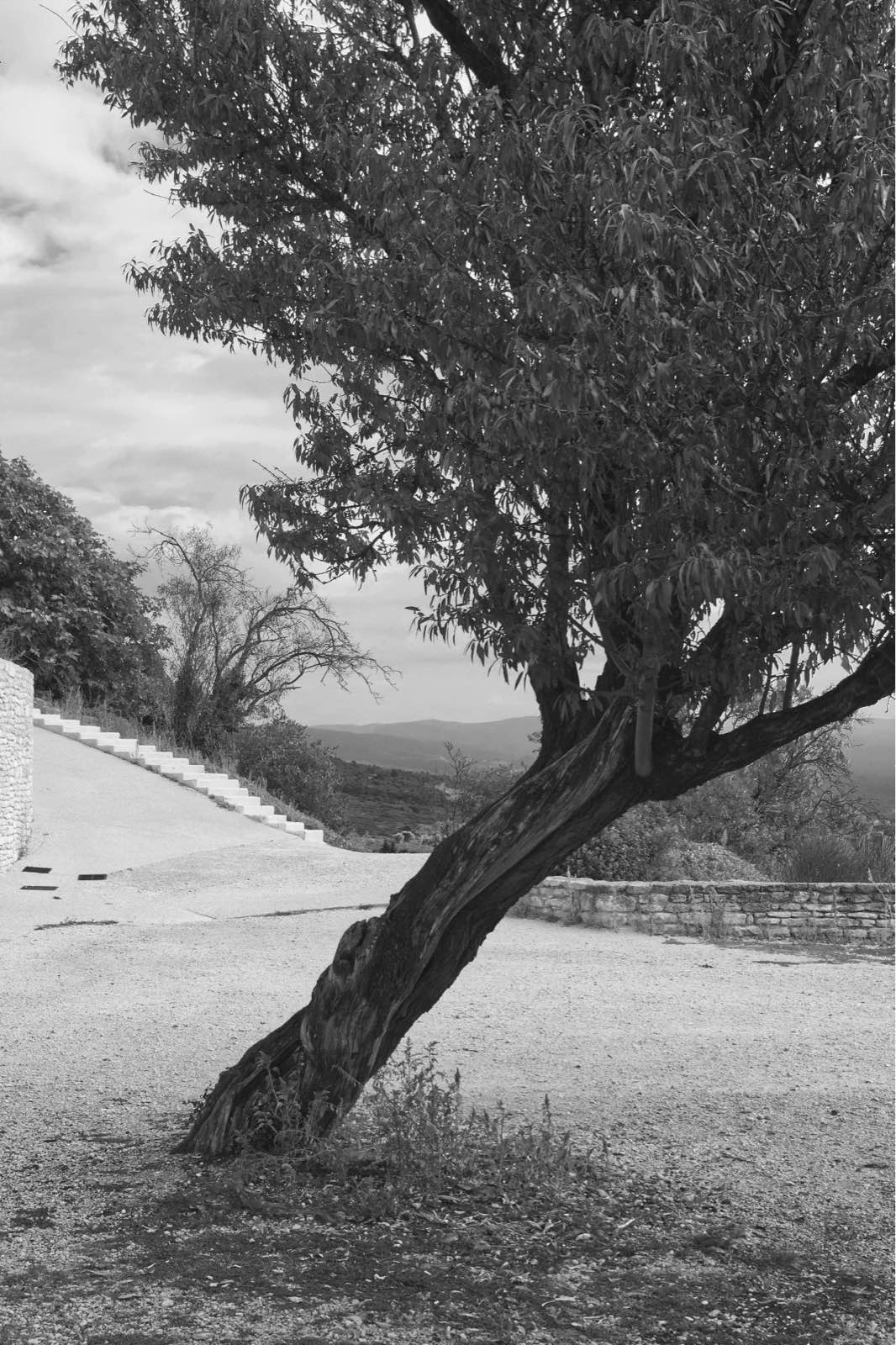arbre-0037