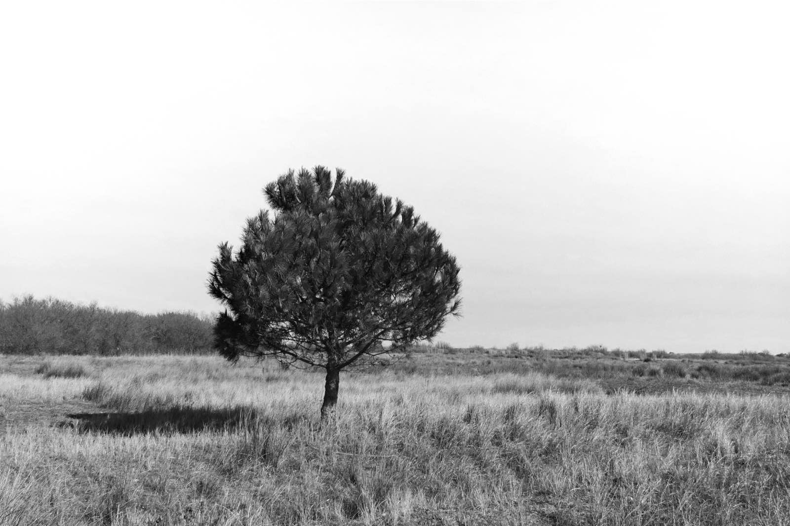 Arbres-4