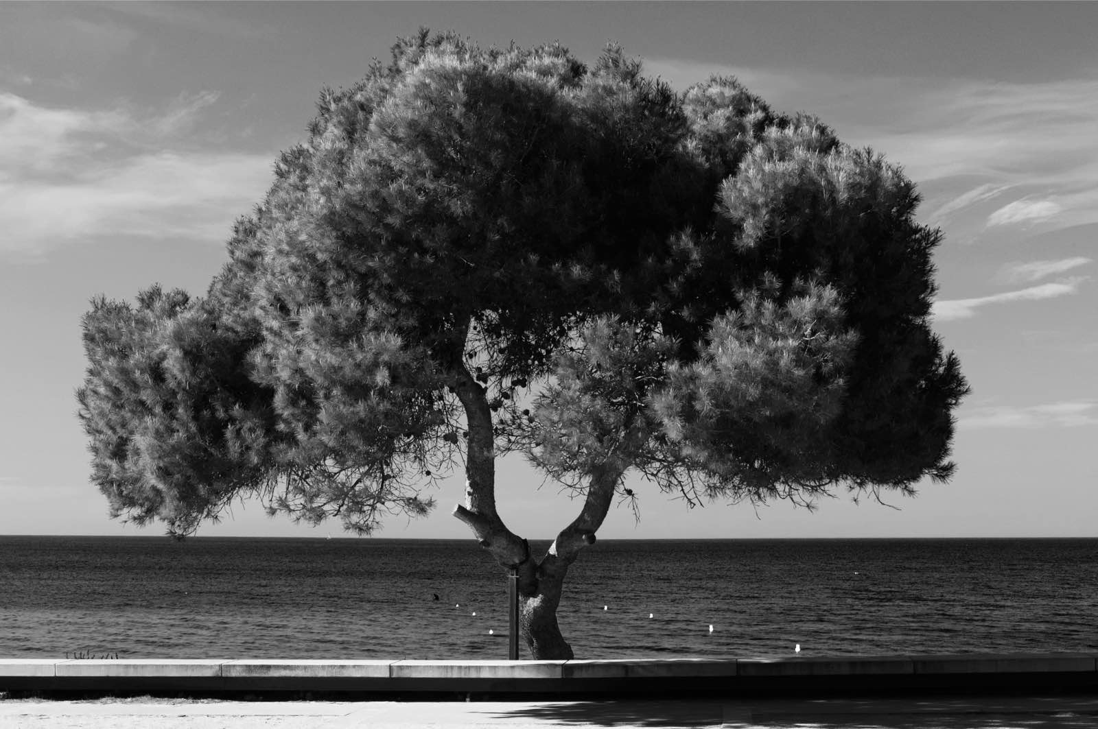 Arbres solitaires