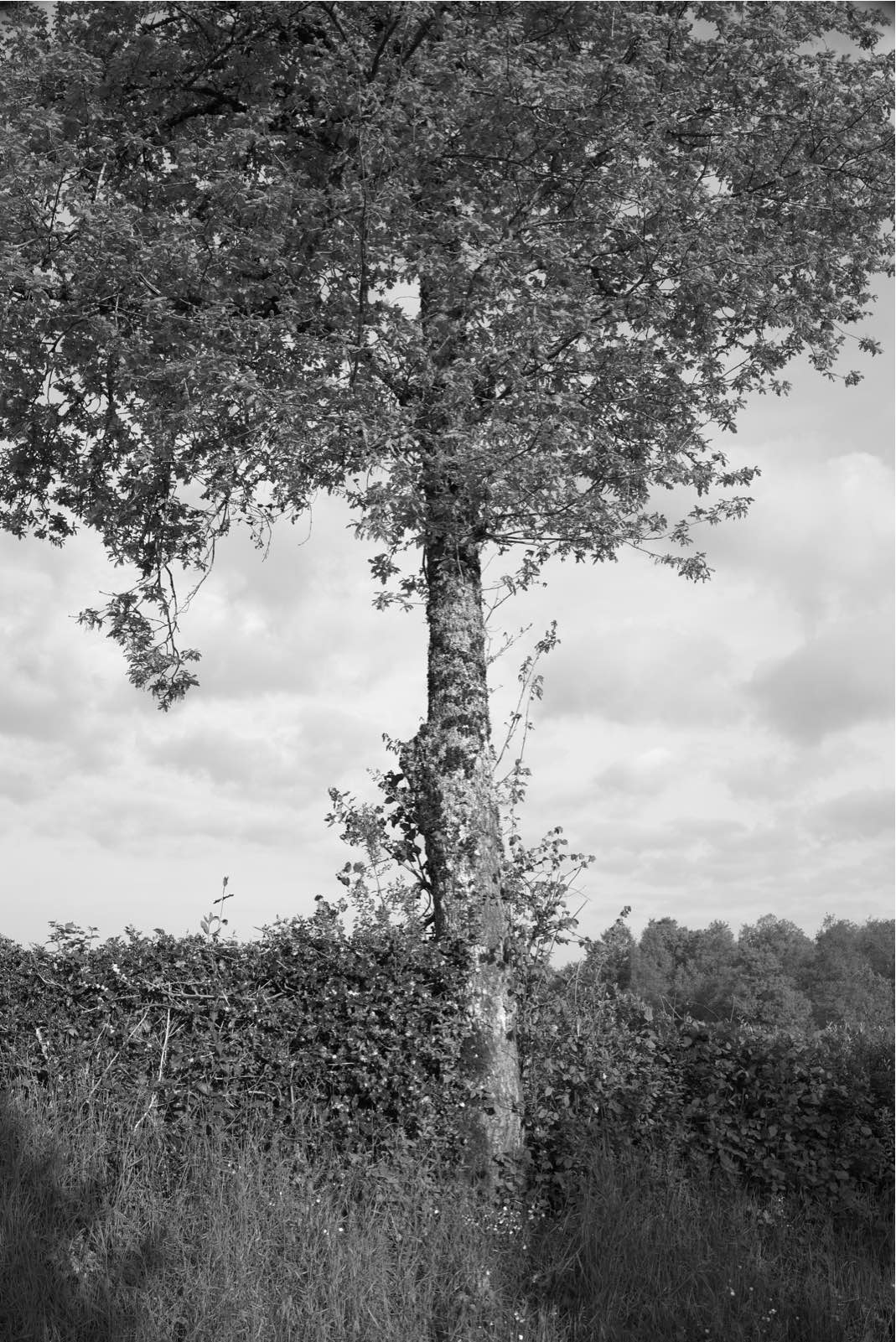 arbre-0041