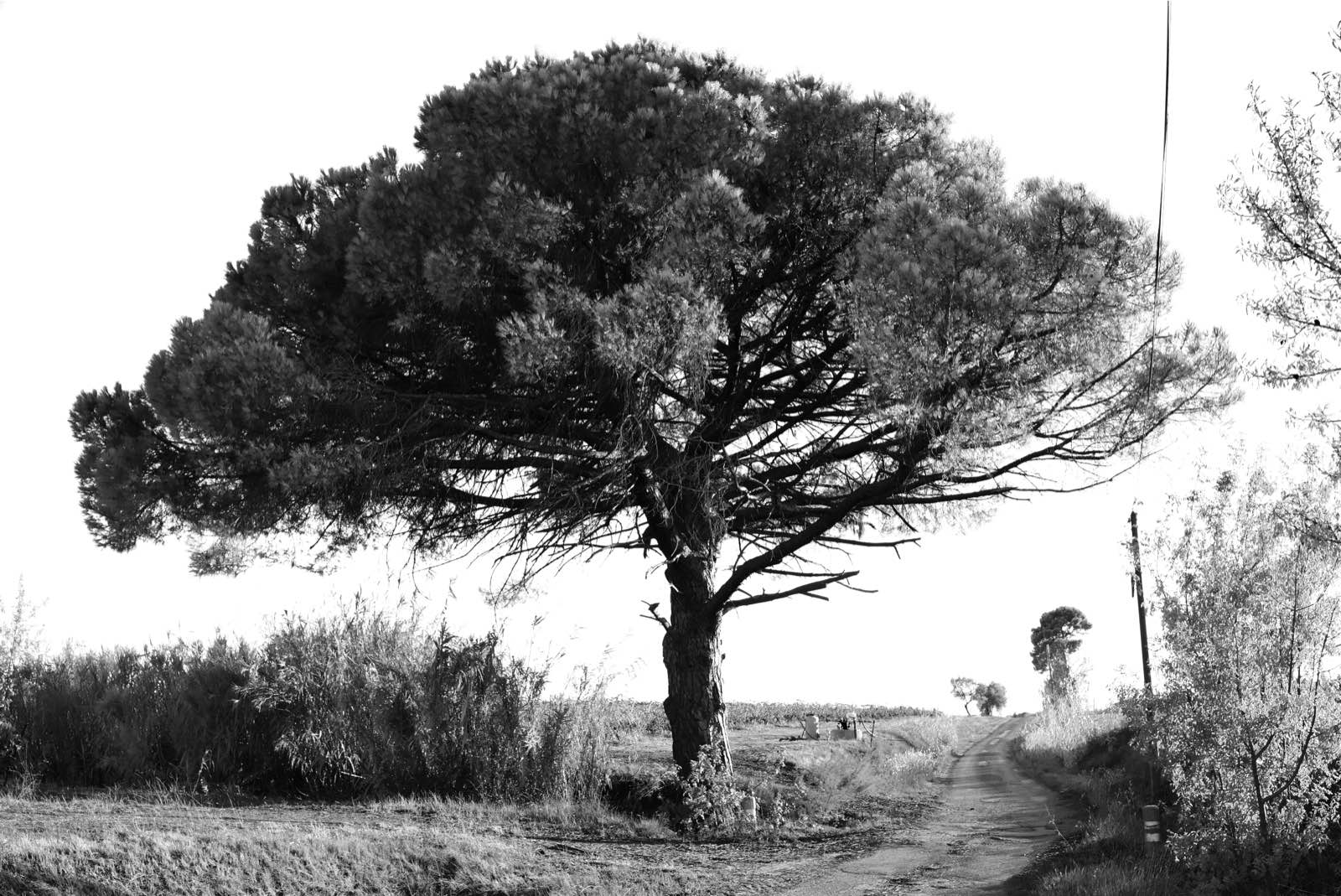 Arbres-4
